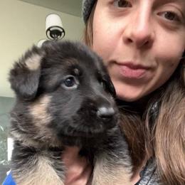 Cassy - German Shepherd