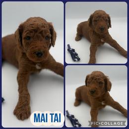 Mai Tai - Red  male Poodle puppy in Mount Vernon, Illinois from AMC Poodles