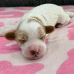 Cinco - Red female Australian Labradoodle puppy in Calhoun, Louisiana from Arrowhead Australian Labradoodles