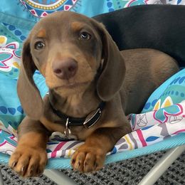 Dachshunds from Matthews Dachshunds