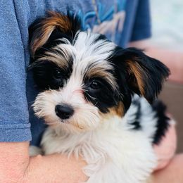 Biewer Terriers and Yorkshire Terriers from Ember Valley Yorkies