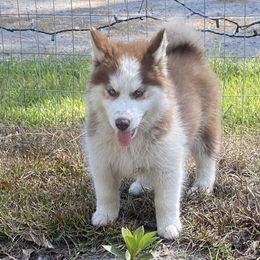 Faith - Brown and white Siberian Husky puppy in Kingstree, South Carolina from FurryPawKennel