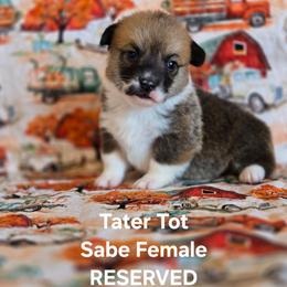 Tater Tot - Sable female Pembroke Welsh Corgi puppy in Briggsdale, Colorado from Lovebird Corgis