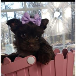 Girl 4 - Liver female Yorkshire Terrier puppy in Marion Station, Maryland from Anna's Yorkie Treasures