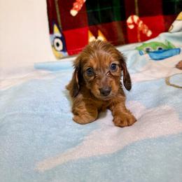 AKC Buzz - Sable male Dachshund puppy in Laveen, Arizona from Acosta Kennel