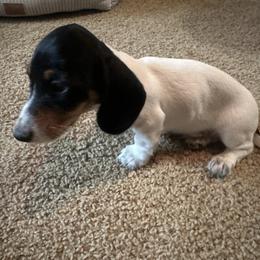 Riley - Piebald male Dachshund puppy in Sallisaw, Oklahoma from Wild West Dachshunds