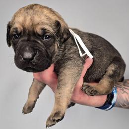Samson - Gray and fawn male Cane Corso puppy in Elkhart, Indiana from Martins Almighty Cane Corsos