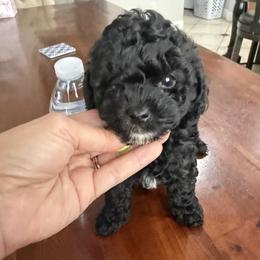 Black boy 1 - Black male Cockapoo puppy in Saginaw, Texas from Pawcious Doodles