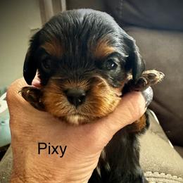 Pixy - Black and tan female Cavalier King Charles Spaniel puppy in Wadsworth, Nevada from T/V Cavalier's