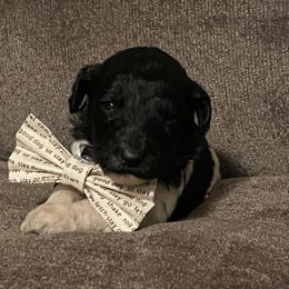 Bernedoodle Puppies from Northern NY Bernedoodles