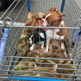 Boston Terrier Puppies from I Love Pups