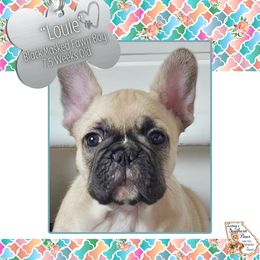 Louie - Fawn male French Bulldog puppy in Elberton, Georgia from Ioney's Southern Paws Shelties, Frenchies, and Yorkies