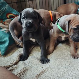 Great Dane Puppies from Babes & Danes