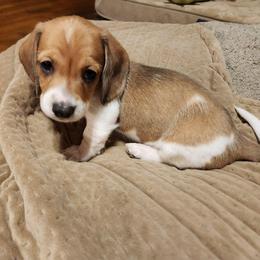 SilkywireRocky AKC - Piebald male Dachshund puppy in Torrance, California from Lucky Dachshunds