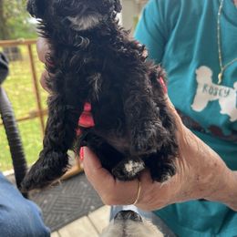 Tiny Tim - Black Poodle puppy in Lexington, Tennessee from Jm’s Precious Poodles