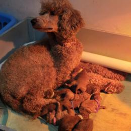 Poodle puppies from Dakliff Standard Poodles