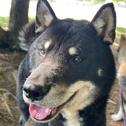 Tsuki - Black & tan male Shikoku Ken puppy in Tribbey, Oklahoma from Osaka Ninken Shikoku