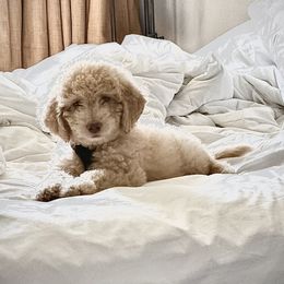Aussiedoodle, Poodle, and Saint Berdoodle Puppies from Remington Kennels, LLC