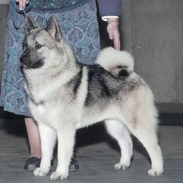 Norwegian Elkhound All Grown Up from Windy City Elkhounds