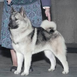 Norwegian Elkhound All Grown Up from Windy City Elkhounds