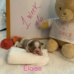 Eloise - Liver and white female Shih Tzu puppy in Machesney Park, Illinois from Maizy Mae's Moose Nuggets