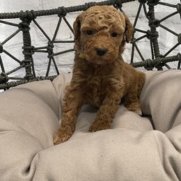 Girl Yellow Collar - Red  Goldendoodle puppy in Murray, Utah from Puppy Paws