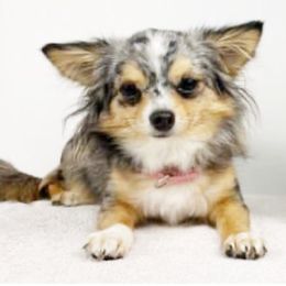 Blackbeauty - Chihuahua