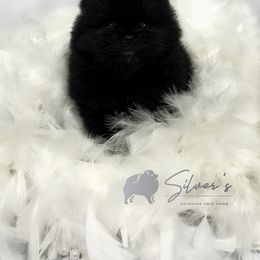 Pomeranian Puppies from Silver’s Reigning Heir Poms
