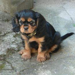Cavalier King Charles Spaniel Puppies from 7 Bridges Cavaliers