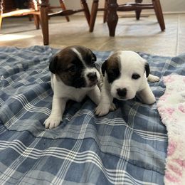 Border Terrier and Jack Russell Terrier Puppies from Cedar Run Kennels