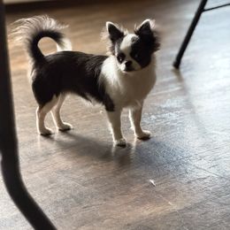 Luna - Chihuahua