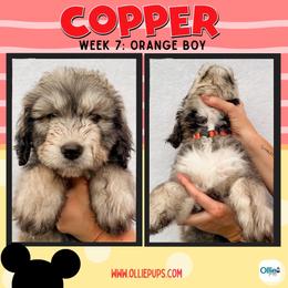 Copper (Orange) - male Golden Mountain Doodle puppy in Boiling Springs, South Carolina from OlliePups, LLC
