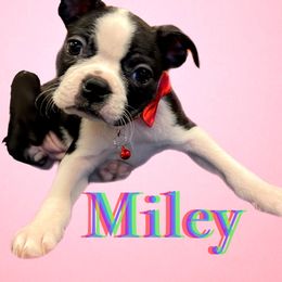 Boston Terrier Puppies from Belen's Boston Terriers