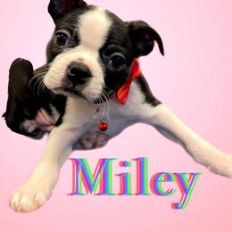 Boston Terrier Puppies from Belen's Boston Terriers