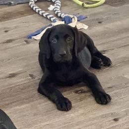 Miss Black - Black female Labrador Retriever puppy in Portland, Tennessee from Whiskey Ridge Retrievers