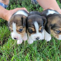 Beagle and German Shepherd Puppies from Nebraska K9's