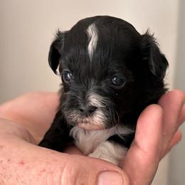 Red Female - Black female Shihpoo puppy in Asheboro, North Carolina from Southern Bred Pups