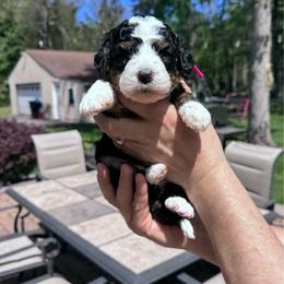 Abby - Tri-color female Bernedoodle puppy in Annandale, New Jersey from KN Mini Goldendoodles