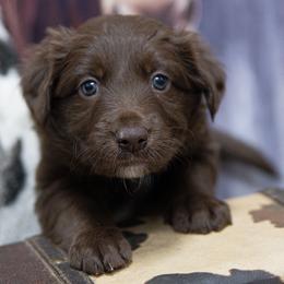 Purple Girl - White and red female Border Collie puppy in Shelbyville, Tennessee from C Horns Ranch Border Collies