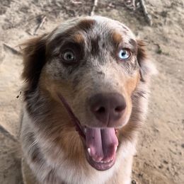 Hannah - Australian Shepherd