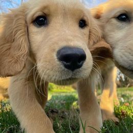 German Shepherds and Golden Retrievers from Dream Dogs