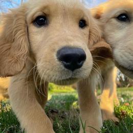 German Shepherds and Golden Retrievers from Dream Dogs