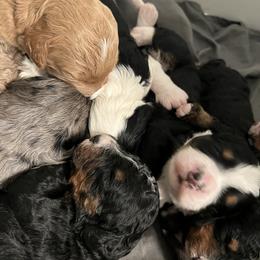 Bernedoodle Puppies from Bernied00dle Love