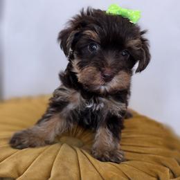 Daisy - Phantom female Bernedoodle puppy in Decatur, Tennessee from Diamond's Doodles