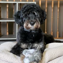 Annie - Aussiedoodle