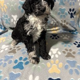 Blue-Mini - Merle male Goldendoodle puppy in Millville, New Jersey from Michelle's Doodles