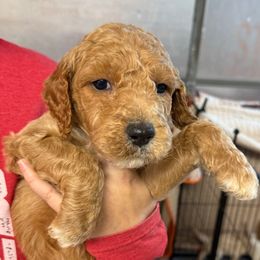 Grey Collar - Red  male Goldendoodle puppy in Winchester, Tennessee from Mahaffey’s Doodles