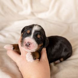 Fig - female Golden Mountain Doodle puppy in New River, Arizona from Sonoran Standard Doodles