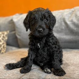 Goldendoodle Puppies from Fluff Puff Doodles