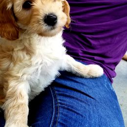 Goldendoodle Puppies from Puppy Vale